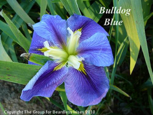 Bulldog Blue (0) 